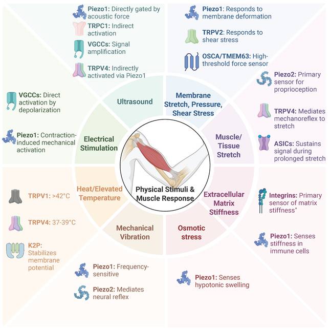 Int J Biol Sci Image