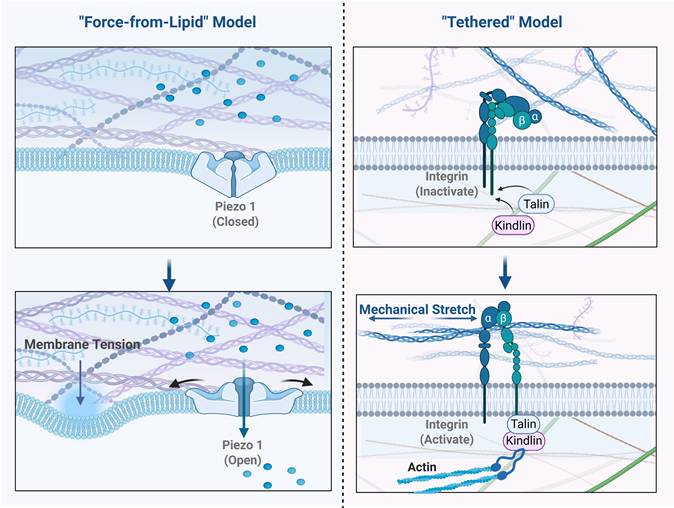 Int J Biol Sci Image