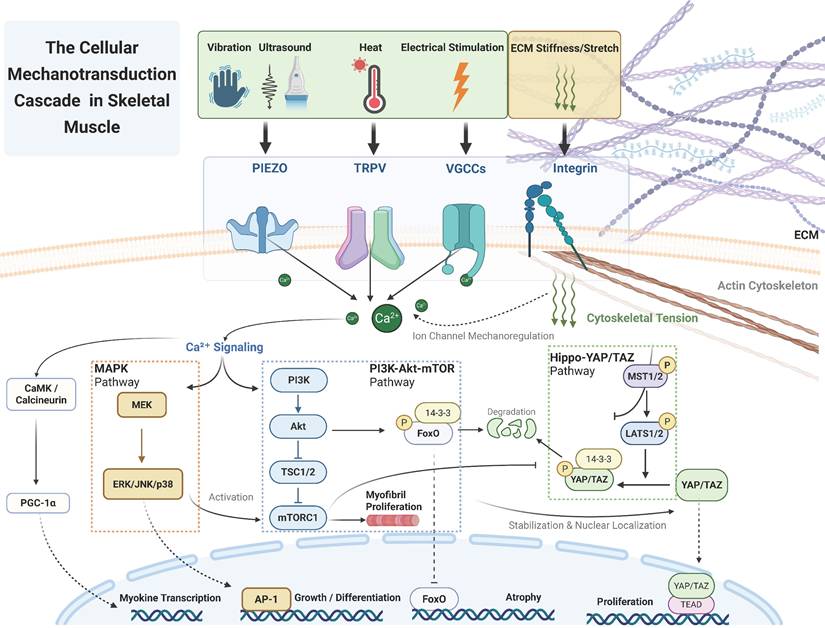 Int J Biol Sci Image