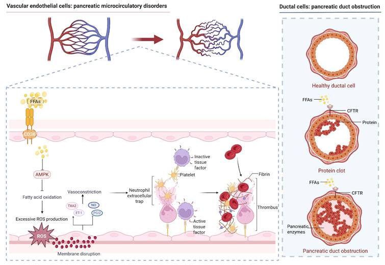 Int J Biol Sci Image