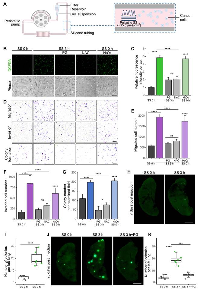 Int J Biol Sci Image