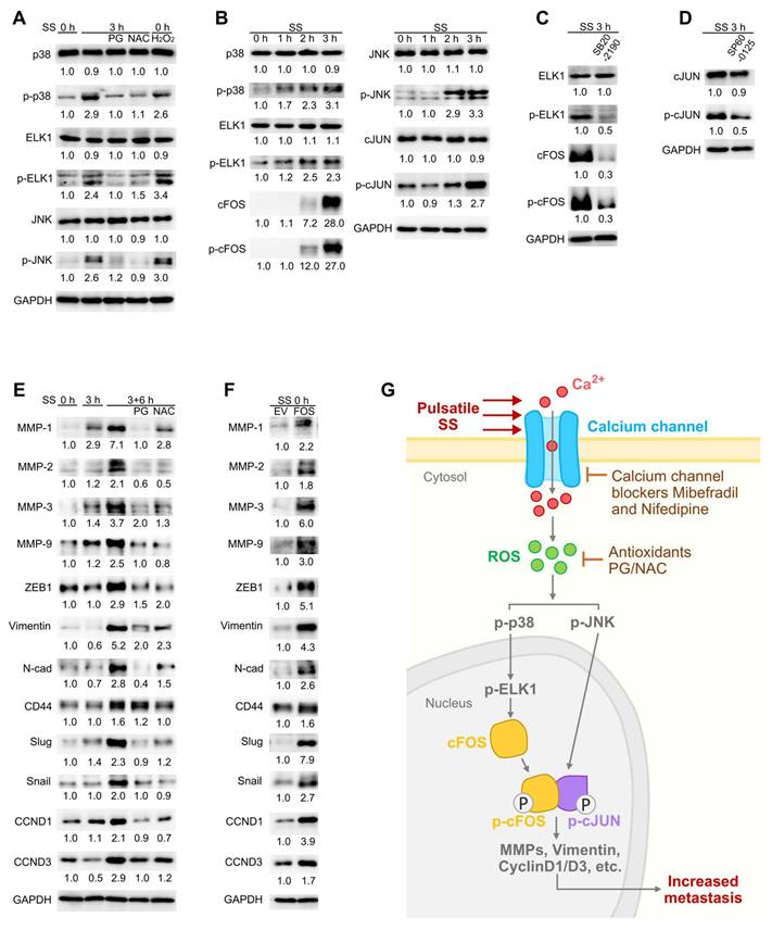 Int J Biol Sci Image