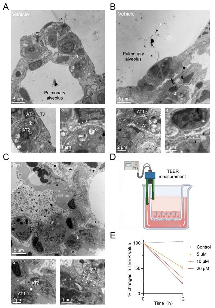 Int J Biol Sci Image