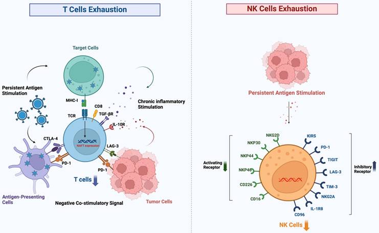 Int J Biol Sci Image