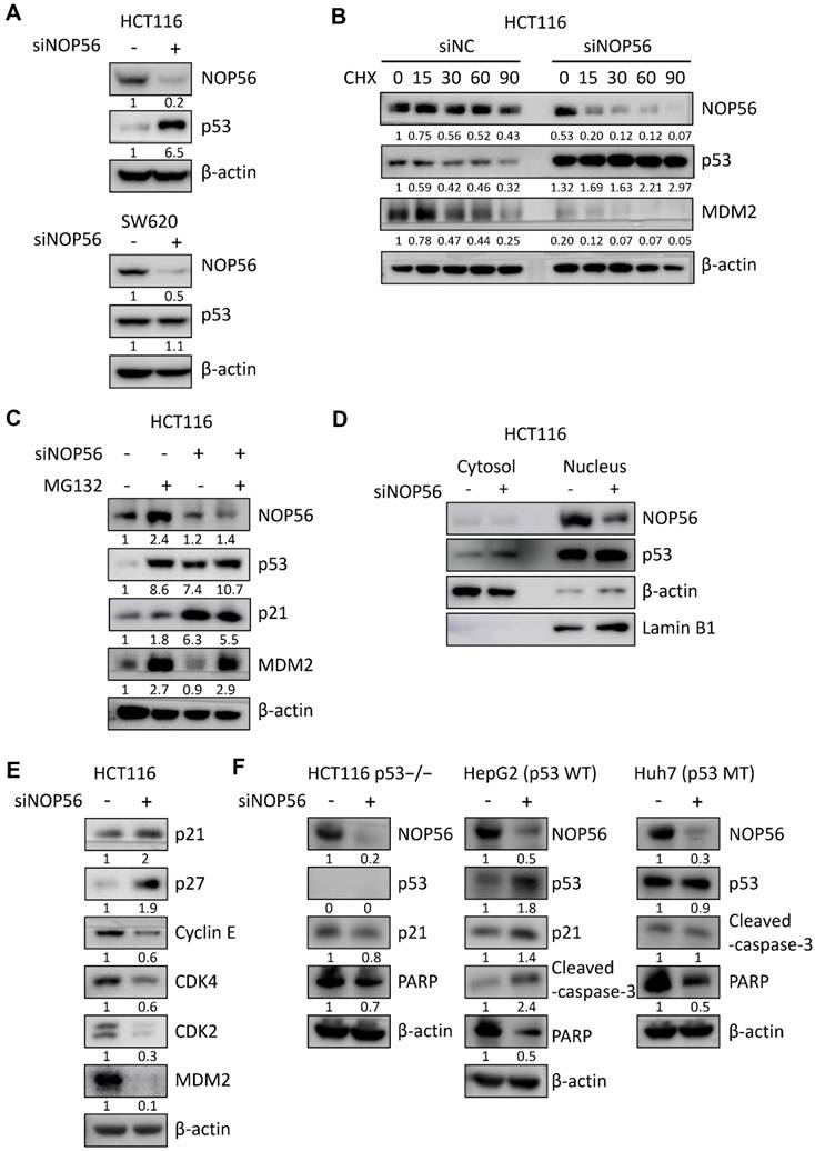 Int J Biol Sci Image