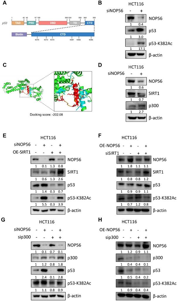 Int J Biol Sci Image