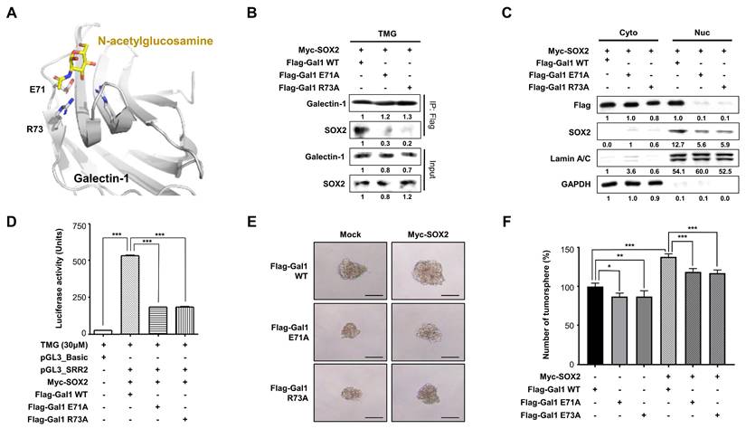 Int J Biol Sci Image