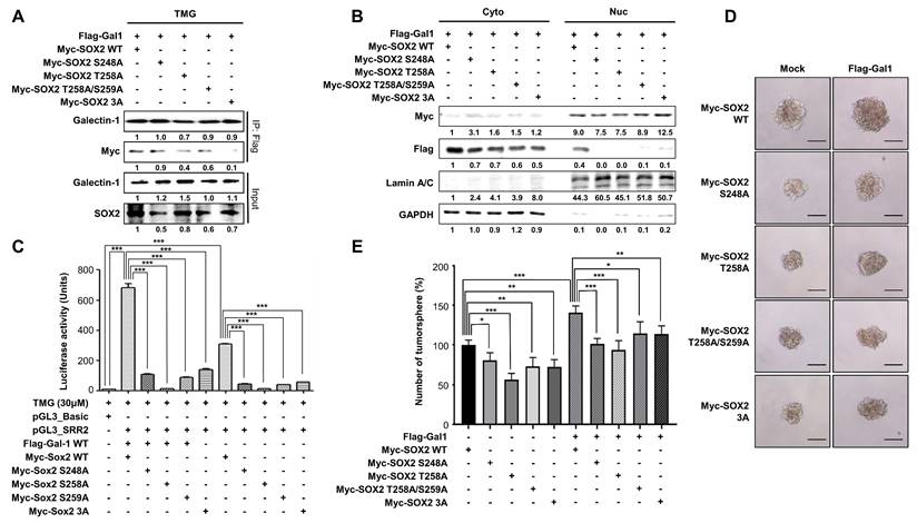 Int J Biol Sci Image