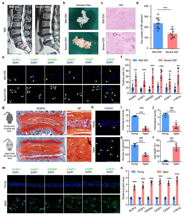 Int J Biol Sci Image
