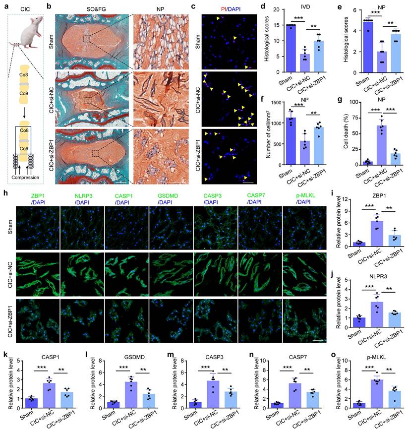 Int J Biol Sci Image