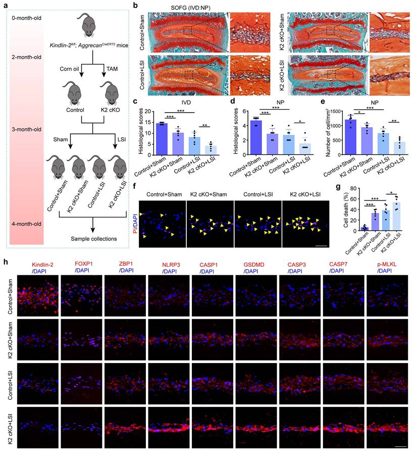 Int J Biol Sci Image