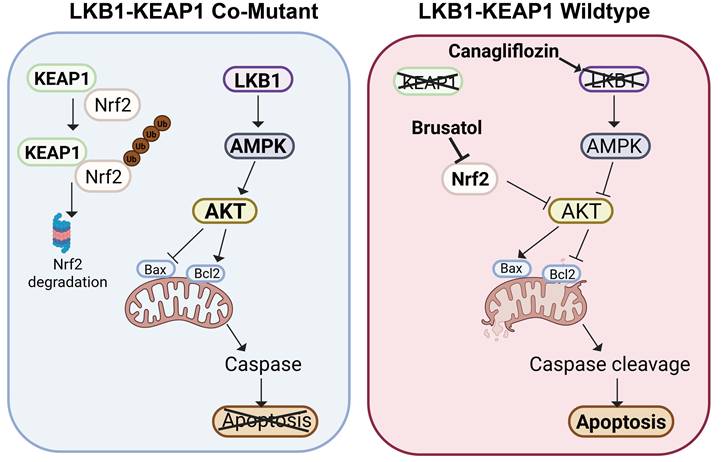 Int J Biol Sci Image