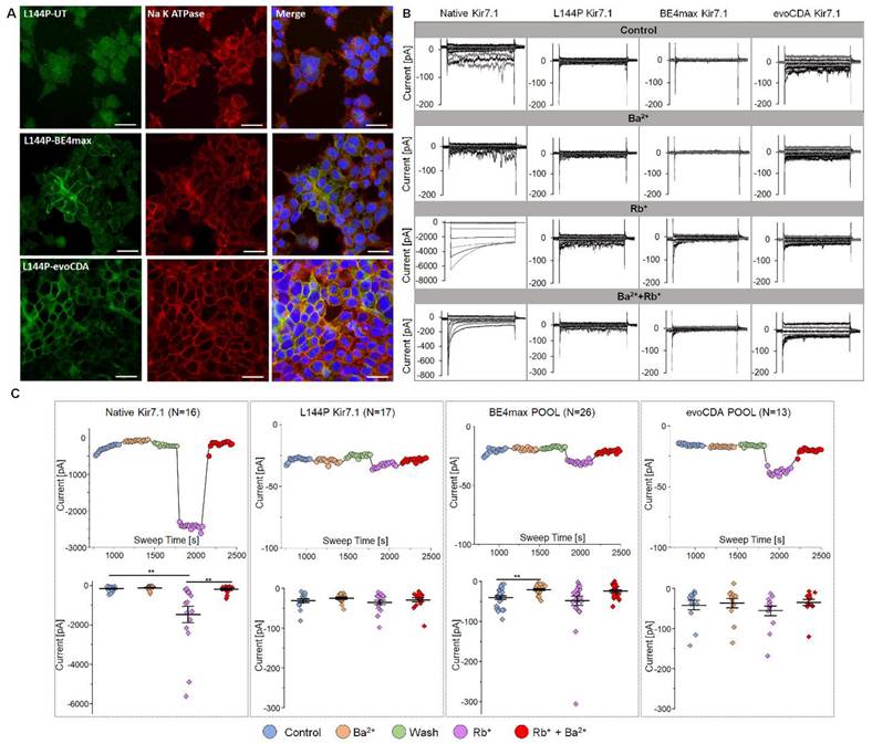Int J Biol Sci Image