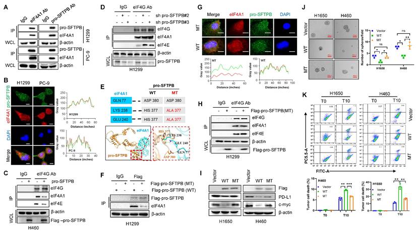 Int J Biol Sci Image