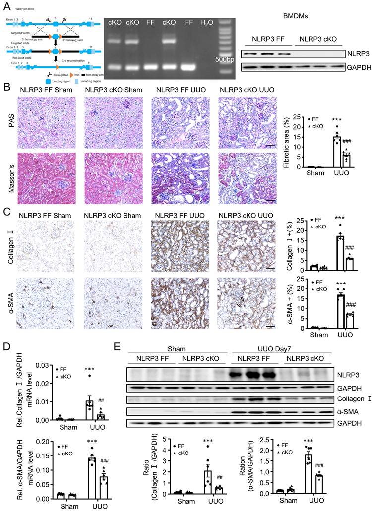 Int J Biol Sci Image