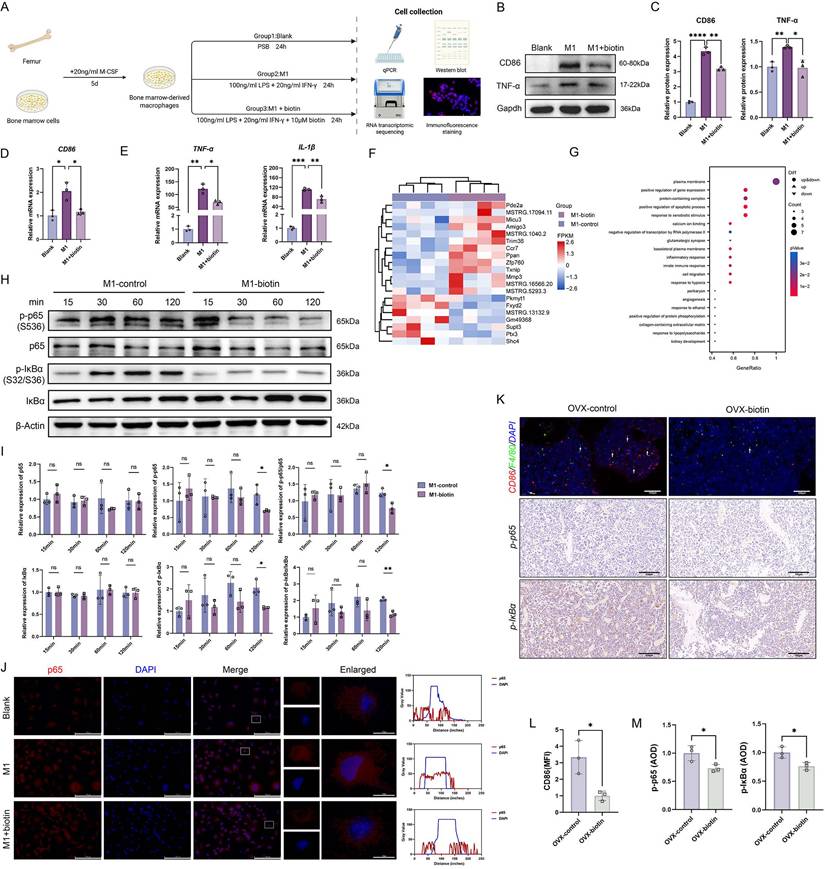 Int J Biol Sci Image