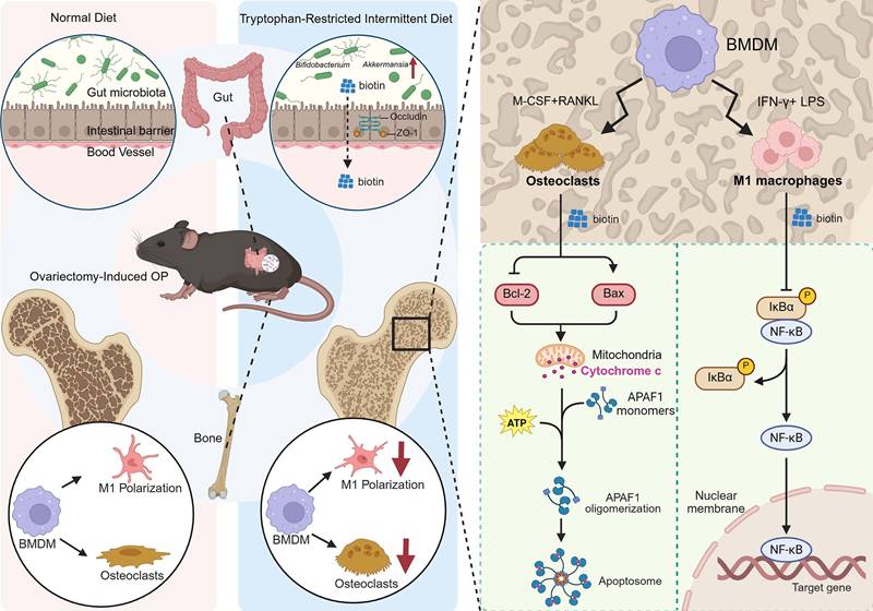Int J Biol Sci Image
