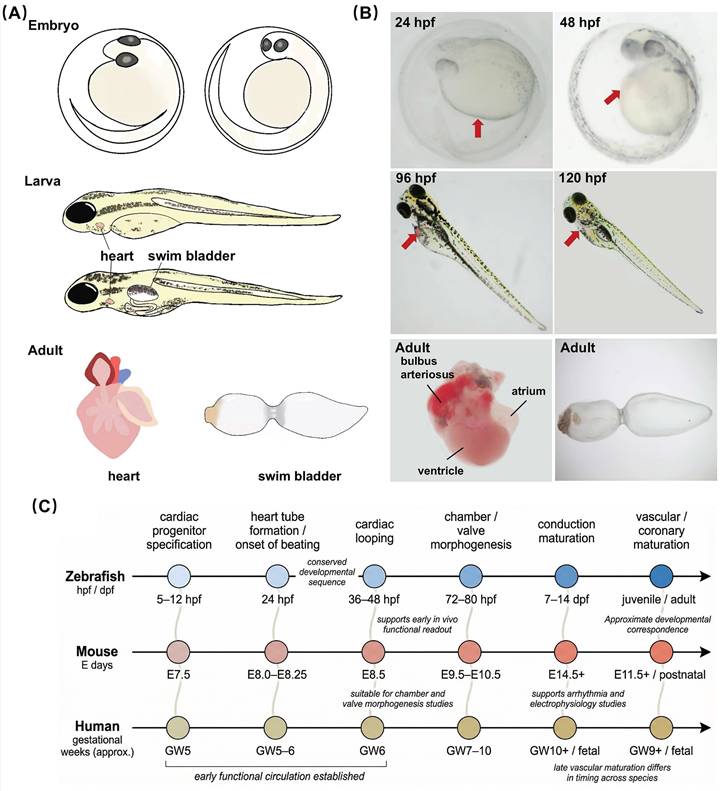 Int J Biol Sci Image