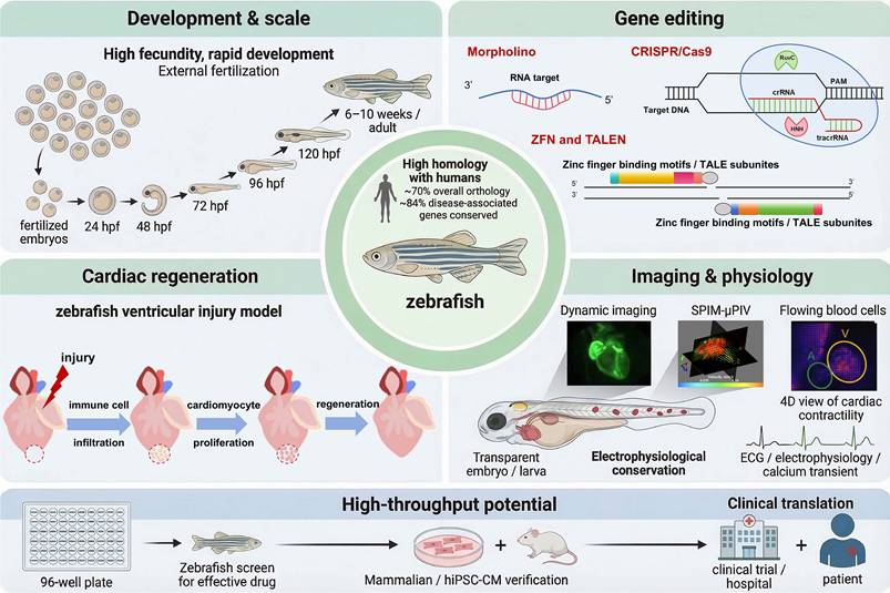 Int J Biol Sci Image