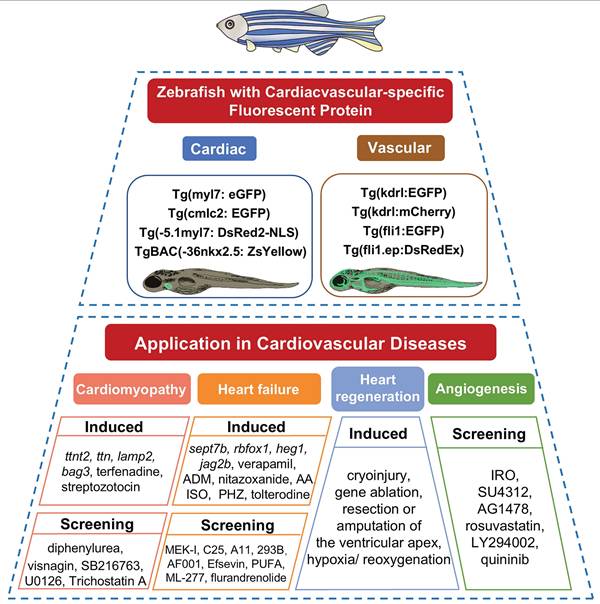 Int J Biol Sci Image