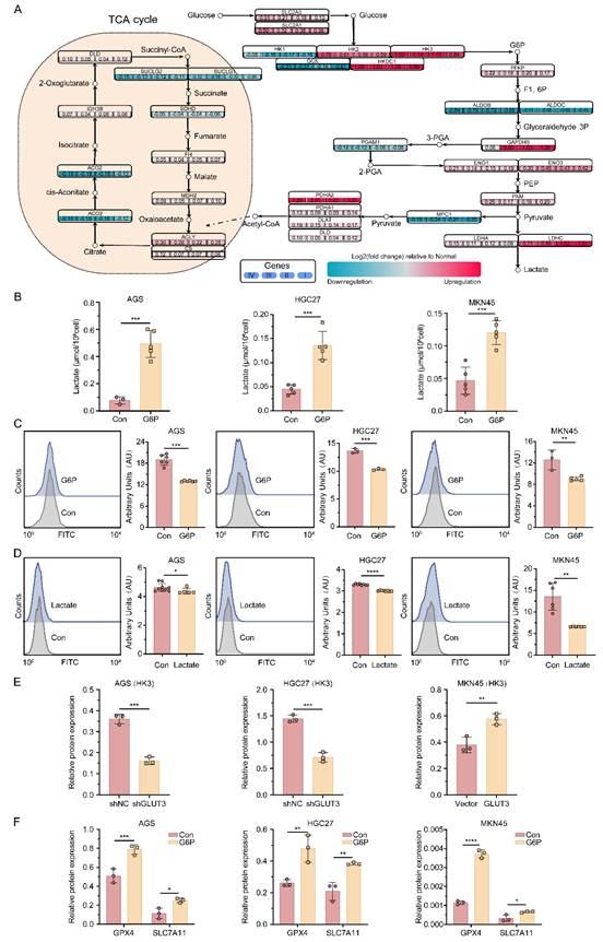 Int J Biol Sci Image