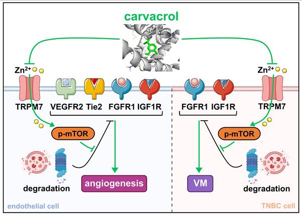 Int J Biol Sci Image