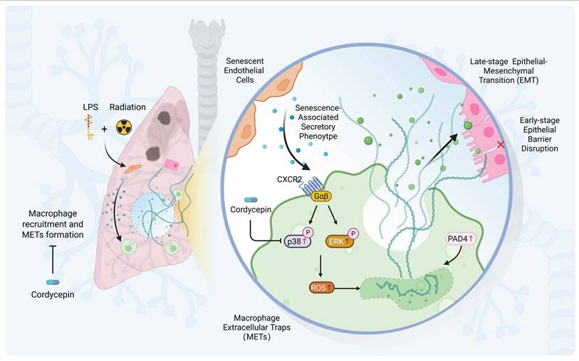 Int J Biol Sci Image