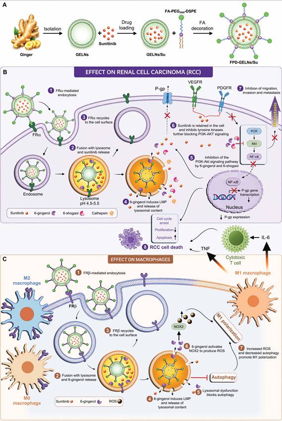 Int J Biol Sci Image