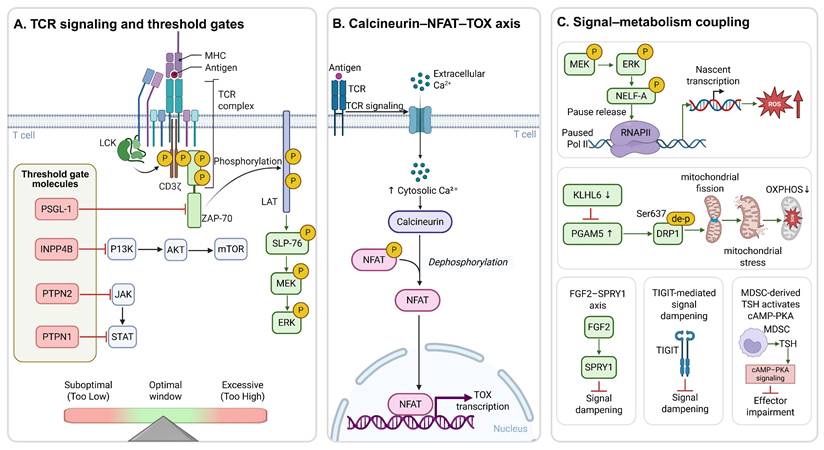 Int J Biol Sci Image