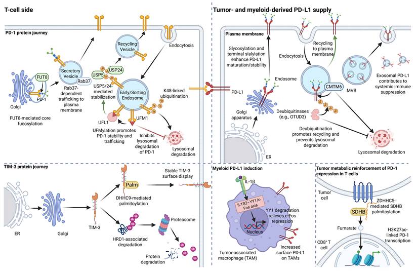 Int J Biol Sci Image