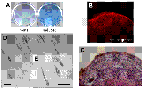 Int J Biol Sci Image