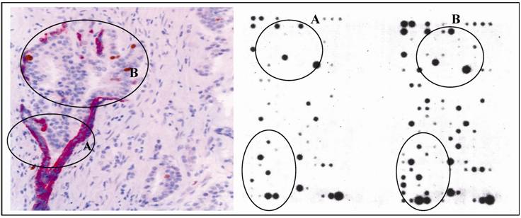 Int J Biol Sci Image