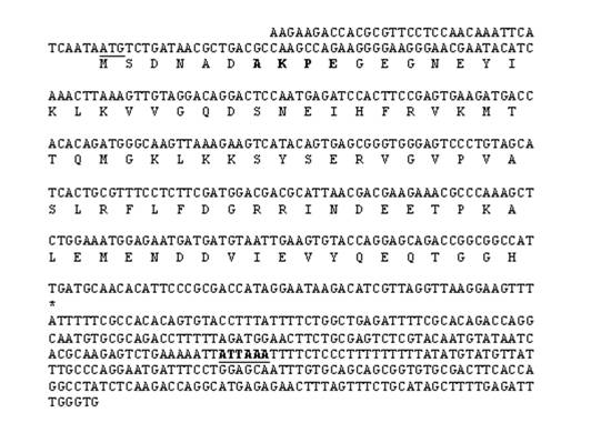 sumo 1 cdna and its expression patterns