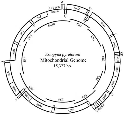 complete mitochondrial genome