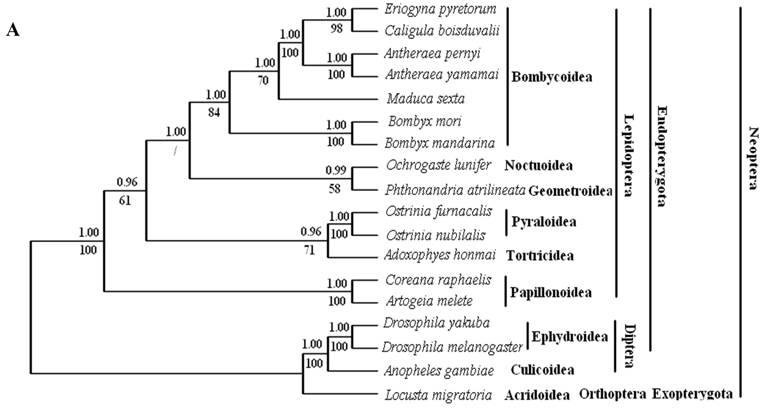 complete mitochondrial genome