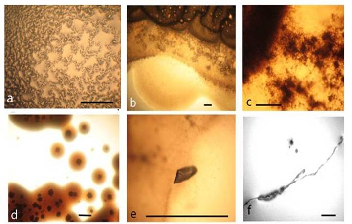 Survival Of Escherichia Coli Under Lethal Heat Stress By L Form Conversion