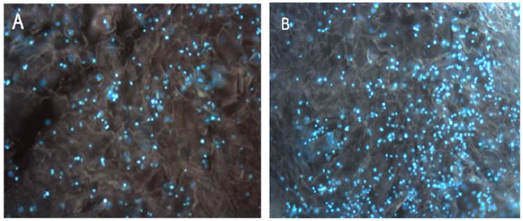 Int J Biol Sci Image