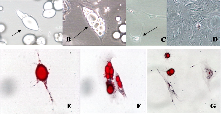 Skeletal Muscle Stem Cells from Animals I. Basic Cell Biology