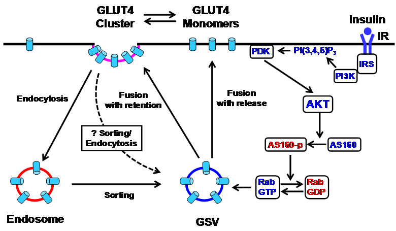 glut4 transporter glut4 transporter