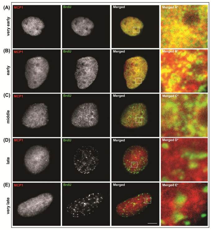 Int J Biol Sci Image