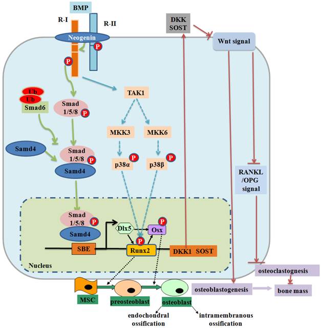 TGFβ and BMP Signaling in Osteoblast Differentiation and Bone Formation