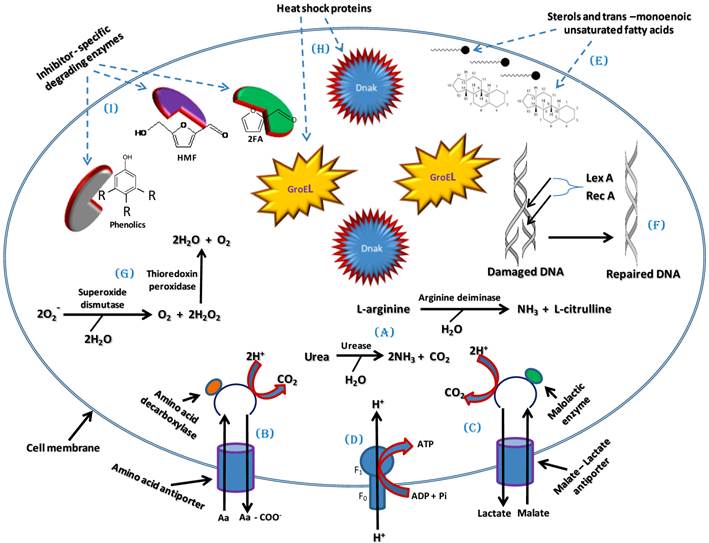 Molecular Adaptation Mechanisms Employed by Ethanologenic Bacteria in