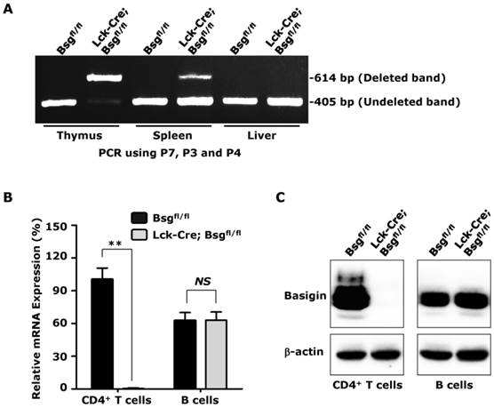 Important Functional Roles of Basigin in Thymocyte Development and T ...