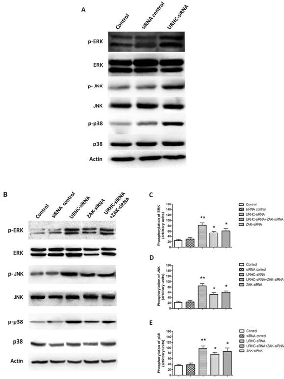 Int J Biol Sci Image