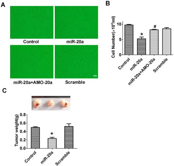Int J Biol Sci Image
