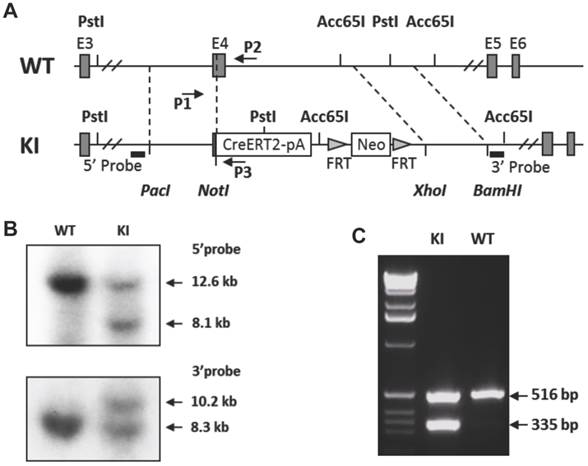 Int J Biol Sci Image