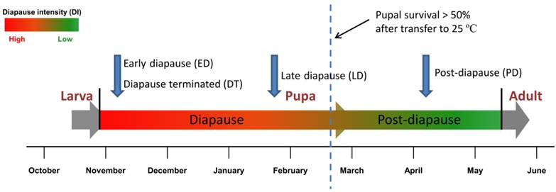 Int J Biol Sci Image