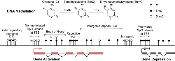 DNA Methylation, Its Mediators and Genome Integrity