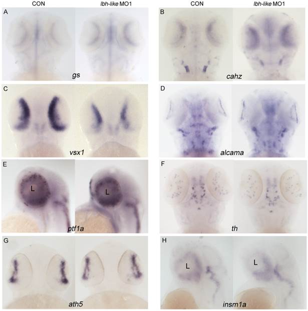 Int J Biol Sci Image