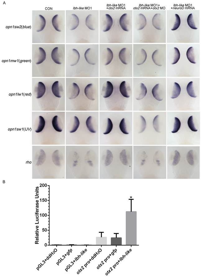 Int J Biol Sci Image
